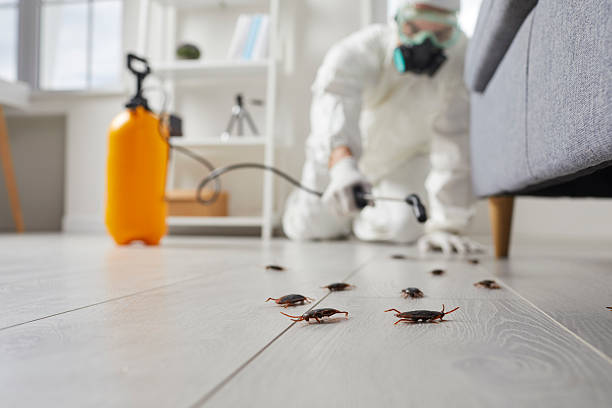 Commercial Rodent Management in West Whittier-Los Nietos